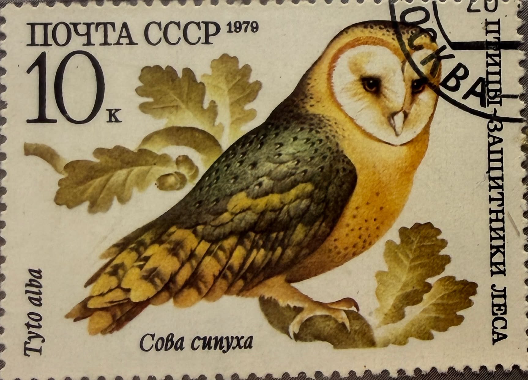 🦉 Silencio que observa

URSS, 1979.
La lechuza común (Tyto alba) aparece inmóvil, envuelta en tonos otoñales, como si el tiempo también aprendiera a callar. Sus ojos no miran: vigilan.

Una estampilla donde la naturaleza se vuelve símbolo de paciencia, misterio y sabiduría nocturna.
Pequeña en tamaño, enorme en carácter. 📮🌙

#Estampillas #lechuza  #filatelia #rusia #fauna