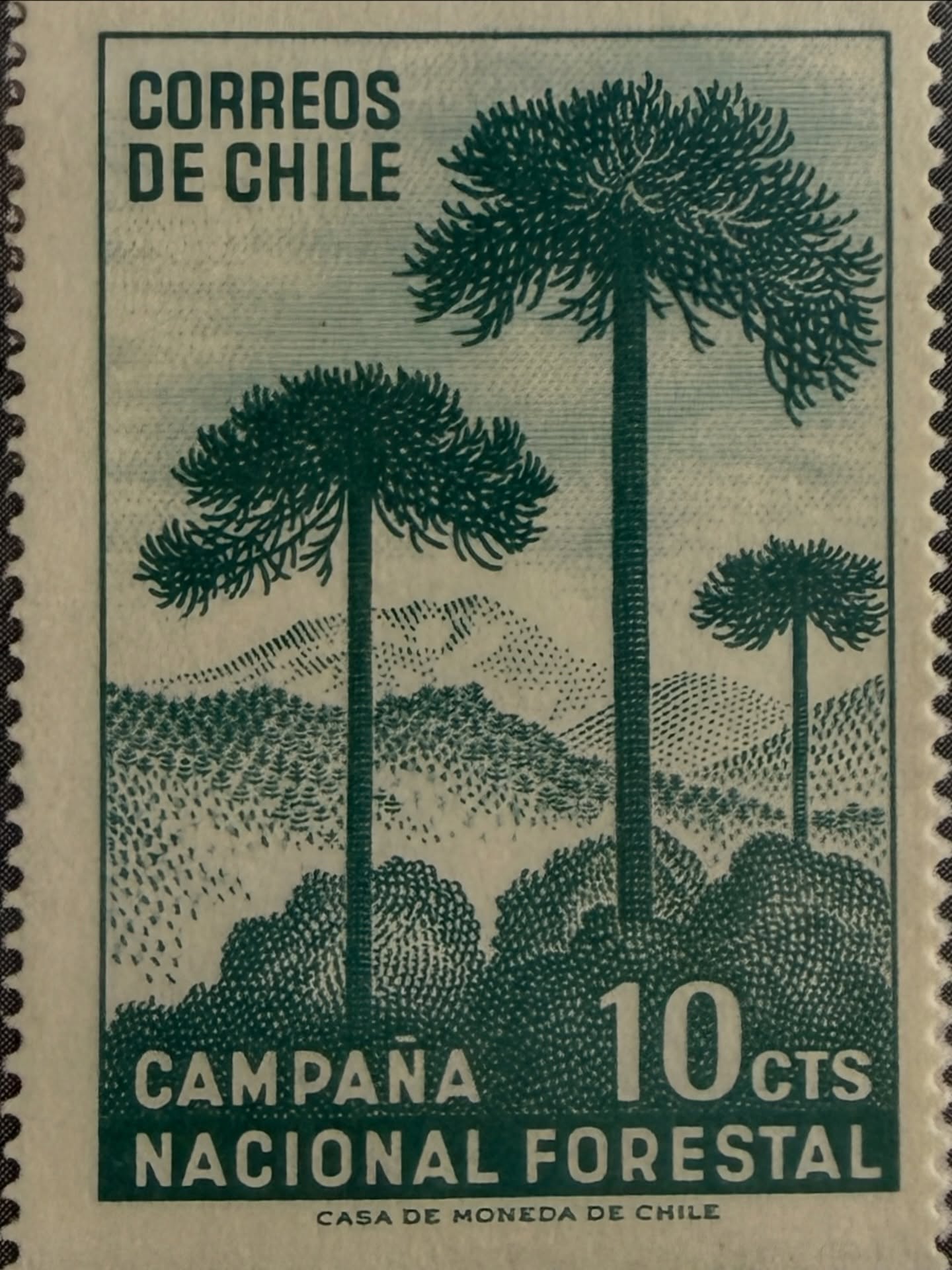🌲🇨🇱 Raíces que construyen país
Estampilla de Correos de Chile (10 cts) emitida en apoyo a la Campaña Nacional Forestal.
El diseño destaca la imponente araucaria, árbol símbolo del sur de Chile, representando la riqueza natural y la importancia de la reforestación y conservación de los bosques nativos. Impresa por la Casa de Moneda de Chile, combina arte gráfico y conciencia ambiental en una composición sobria y poderosa.
Una pieza que celebra el compromiso con la naturaleza y el patrimonio forestal chileno. ✨
#Filatelia #Chile #CampañaNacionalForestal #Araucaria #Naturaleza