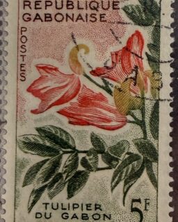 🌺 La flora africana también viaja en estampillas.

Esta pieza de Gabón muestra el “Tulipier du Gabon”, conocido por sus llamativas flores rojas que destacan en los paisajes tropicales.

🔎 Dato curioso: este árbol, también llamado tulipán africano, es famoso por sus flores en forma de campana que atraen aves e insectos polinizadores.

#Filatelia #Gabon #Naturaleza #StampCollecting #Philately 📮