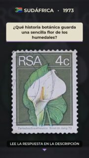 ¿Qué historia botánica guarda una sencilla flor de los humedales?

¿Cómo se convirtió una planta de los humedales africanos en un emblema de elegancia botánica? La Zantedeschia aethiopica, conocida como cala, lirio de agua o alcatraz, es originaria del sur de África y crece de forma natural en terrenos húmedos y cursos de agua.

Su nombre científico recuerda al botánico italiano Giovanni Zantedeschi, mientras que la especie fue descrita en Europa durante el siglo XVIII. Aunque su aspecto parece delicado, la planta está adaptada a ambientes variables y sus grandes hojas ayudan a identificarla dentro de la familia de las aráceas.

El valor filatélico de esta emisión de 1973 está en presentar la riqueza vegetal sudafricana dentro de una serie de uso postal cotidiano. Cada carta podía llevar así una pequeña referencia a la botánica regional, una tradición que aún conecta la biodiversidad con la vida diaria, los jardines y la educación ambiental.

#Filatelia #Sudáfrica #FloraSudafricana #ZantedeschiaAethiopica #Botánica #SellosPostales #StampCollecting #SouthAfricaStamps
