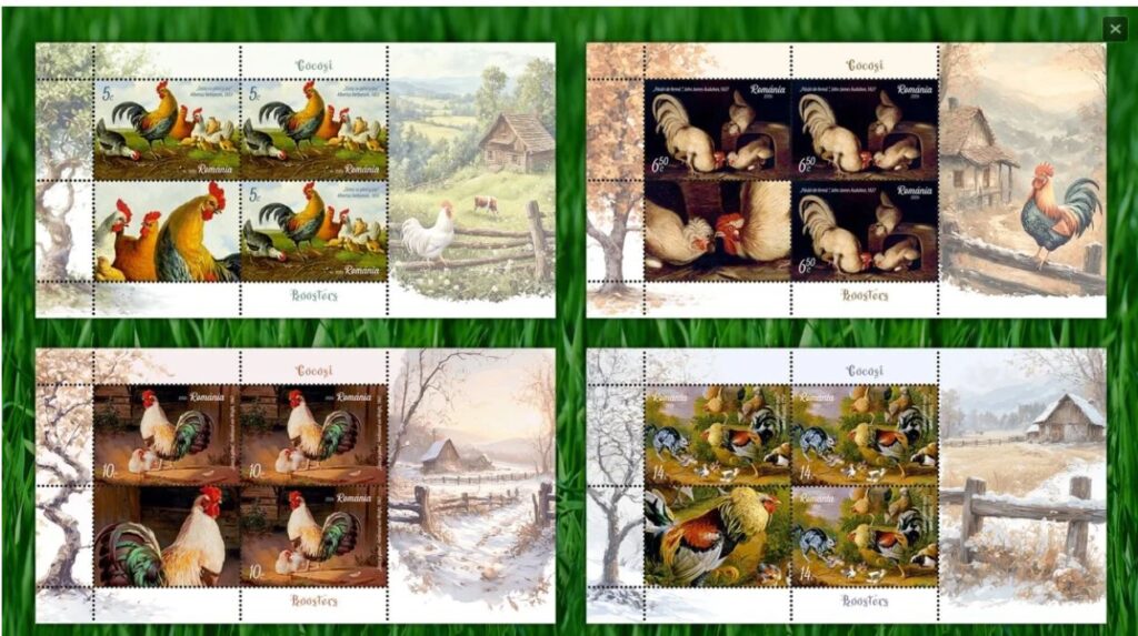 gallos rumania