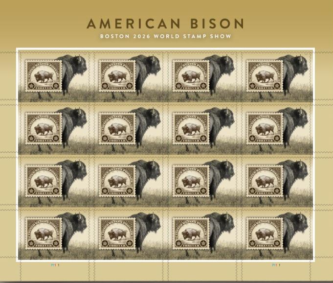 bisonte americano boston 2026