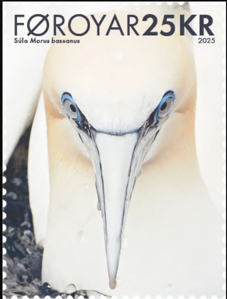 Islas Feroe – "Northern Gannet