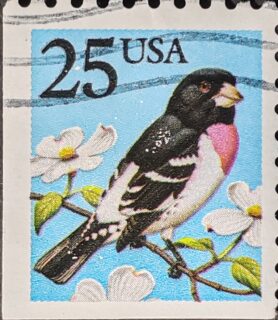 El Rose-breasted Grosbeak que observo en esta estampilla estadounidense de 1988 representa uno de los migradores más elegantes de América del Norte. Cada primavera, estos pájaros viajan desde Centroamérica hasta los bosques canadienses, siguiendo rutas que han mantenido durante milenios.

Lo fascinante es que el macho desarrolla ese distintivo pecho rosado solo durante la época reproductiva, como una declaración de madurez y fortaleza. Las flores que lo acompañan no son casuales: representan el momento exacto de su llegada a los territorios de anidación, cuando los manzanos y cerezos están en plena floración.

Esta pieza de mi colección forma parte de una época dorada del diseño postal estadounidense, cuando la naturaleza se convirtió en protagonista de los sellos. Un recordatorio de que las estampillas pueden ser ventanas a los ciclos naturales que a menudo pasamos por alto.
#Filatelia #USAStamps #Birds #Ornitologia #NatureStamps