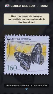 Una mariposa de bosque convertida en mensajera de la biodiversidad.

En los claros frescos de los bosques asiáticos, entre álamos y zonas húmedas, vive Limenitis populi, conocida en Corea como wang-osaek-nabi. Su presencia depende de ecosistemas forestales bien conservados, donde los ciclos de las plantas y las estaciones determinan la continuidad de su vida.

El naturalista sueco Carlos Linneo incorporó esta especie a la nomenclatura científica en el siglo XVIII. El nombre latino recuerda que la clasificación de las mariposas también forma parte de una historia cultural: observar, comparar y ordenar la naturaleza permitió construir un lenguaje común para investigadores de distintos países.

Al dedicarle una emisión postal, Corea convirtió una especie discreta y difícil de observar en un pequeño recordatorio de la riqueza de sus paisajes. Cada ejemplar circuló llevando consigo una lección sencilla: proteger los bosques significa conservar también las formas de vida que dependen de ellos. Esa es la huella perdurable de esta mariposa.

#Filatelia #CoreaDelSur #Mariposas #LimenitisPopuli #ButterflyStamp #HistoriaNatural #Coleccionismo