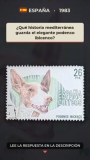 ¿Qué historia mediterránea guarda el elegante podenco ibicenco?

El podenco ibicenco es una de las razas caninas más vinculadas al Mediterráneo occidental. Su nombre recuerda a Ibiza, aunque su historia se extiende por otras islas y costas donde acompañó durante siglos a las comunidades rurales y se adaptó a paisajes cálidos, secos y luminosos.

Su silueta ligera, las grandes orejas y la extraordinaria capacidad para orientarse reflejan una selección desarrollada mucho antes de los registros modernos de razas. Más que un simple animal doméstico, representó una relación práctica y cercana entre las personas, el territorio y los animales capaces de desenvolverse en él.

La emisión española de 1983 convirtió a este perro en embajador de una herencia insular y mediterránea. Hoy, el podenco ibicenco sigue recordándonos que la biodiversidad cultural también vive en las razas domésticas, en los paisajes que las formaron y en la memoria cotidiana de quienes las cuidan.

#Filatelia #España #PodencoIbicenco #PerrosDeEspaña #HistoriaNatural #CulturaMediterránea #Sellos #StampCollecting