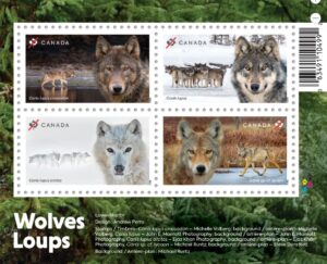 lobos canada
