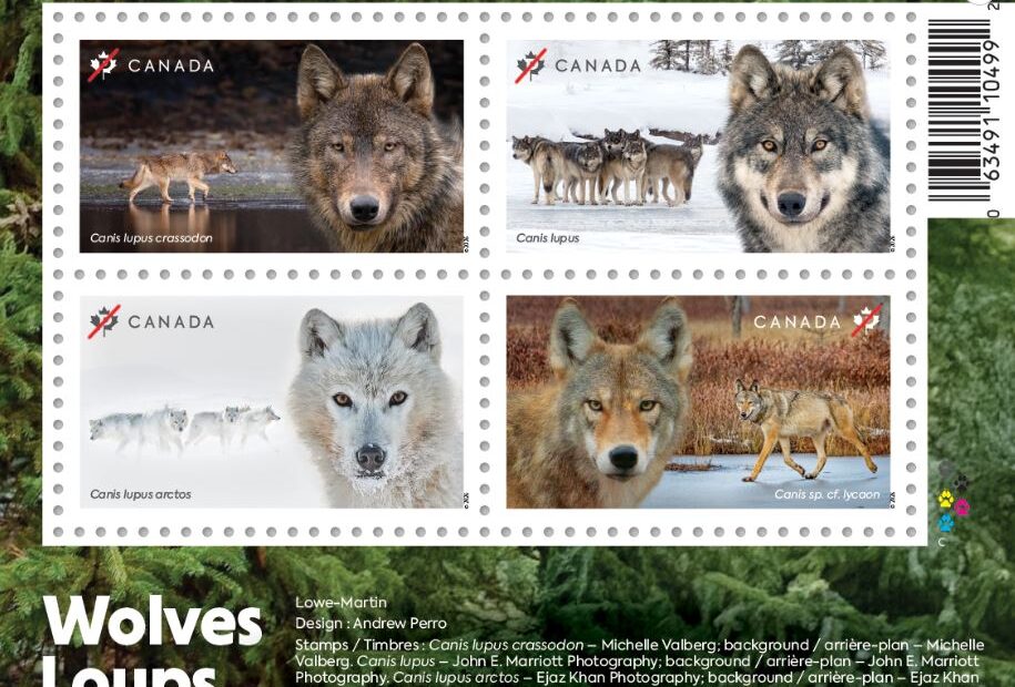 Canada Post Revela la Majestuosidad de los Lobos